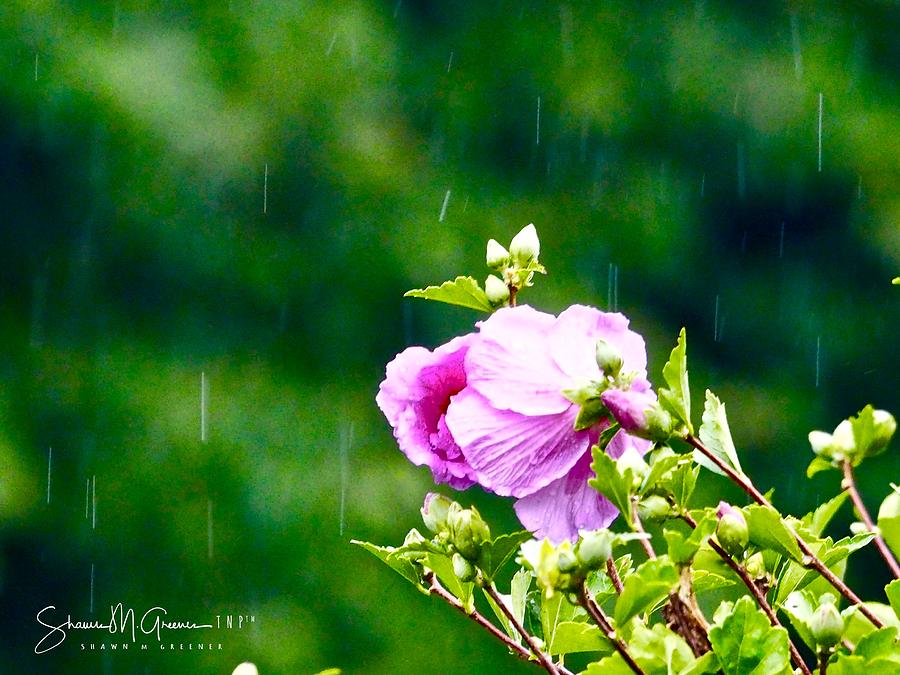 The rain upon the rose Photograph by Shawn M Greener