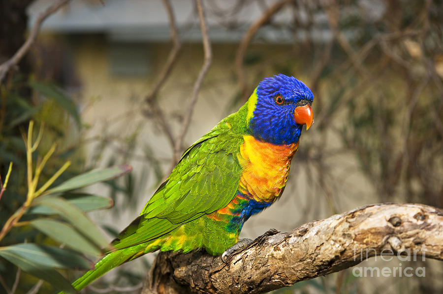 Parrot Photograph - The Rainbow Lorikeet by Dave Fleetham - Printscapes