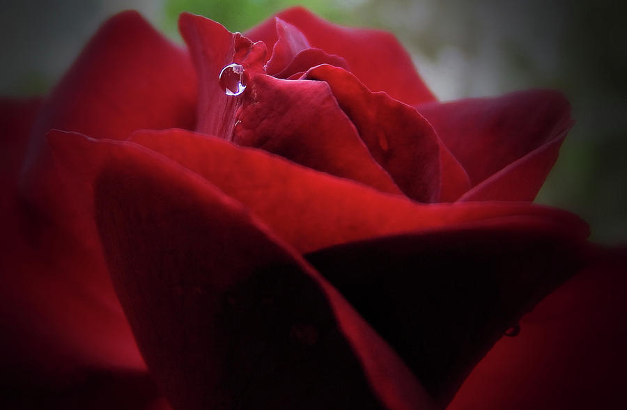Rose Photograph - The Raindrop by Cathy Harper