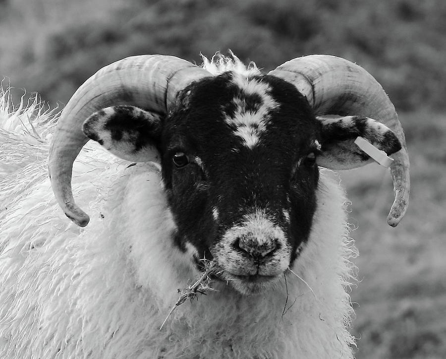 The Ram Monochrome Photograph by Jeff Townsend