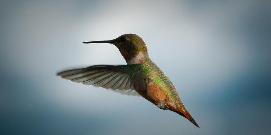 The Rare Green Backed Male Rufous Hummingbird Photograph by David Patterson