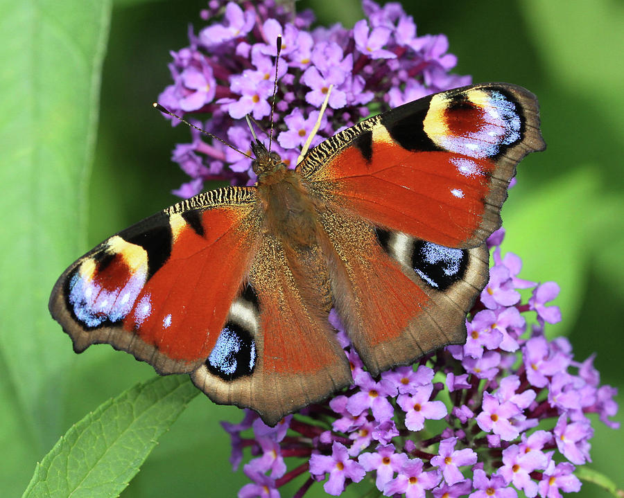 The Rare Peacock Butterfly Photograph by Doris Potter