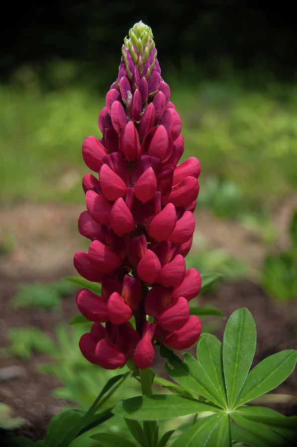 The Rare Red Lupine Photograph by Brenda Jacobs