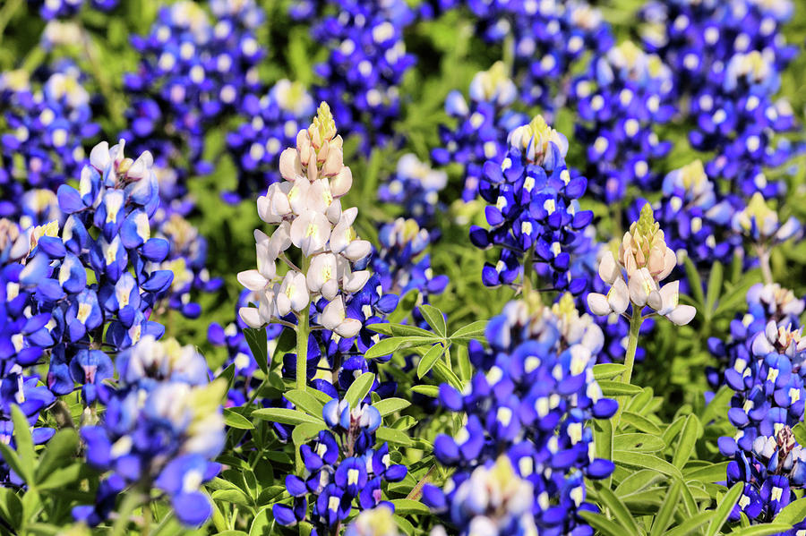 The Rare White Bluebonnet Photograph by JC Findley