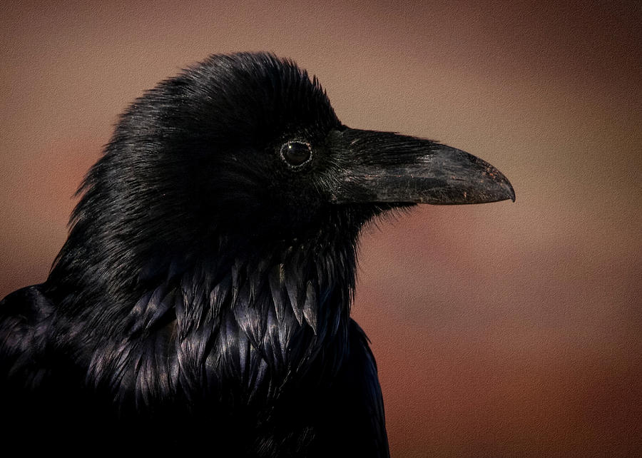 The Raven 2 Photograph by Ernest Echols