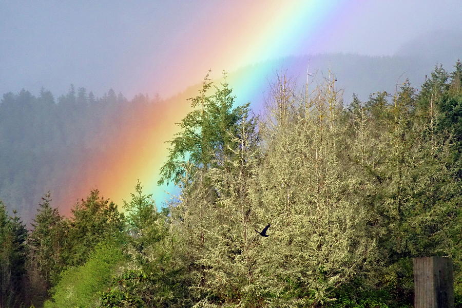 The Raven and The Rainbow Photograph by Ben Upham III
