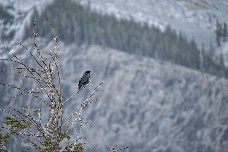 The Raven Photograph by Bill Cubitt