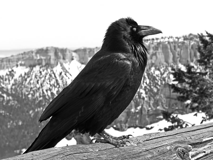 The Raven - Black and White Photograph by Rona Black