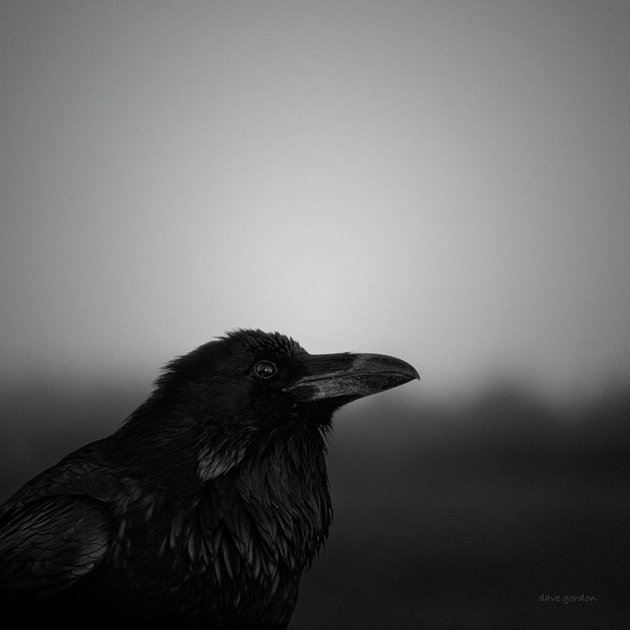 Blackbird Photograph - The Raven BW by David Gordon