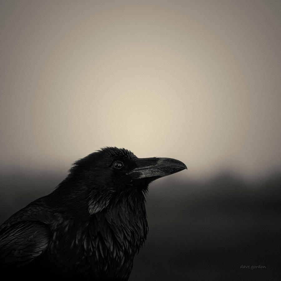 Blackbird Photograph - The Raven by David Gordon