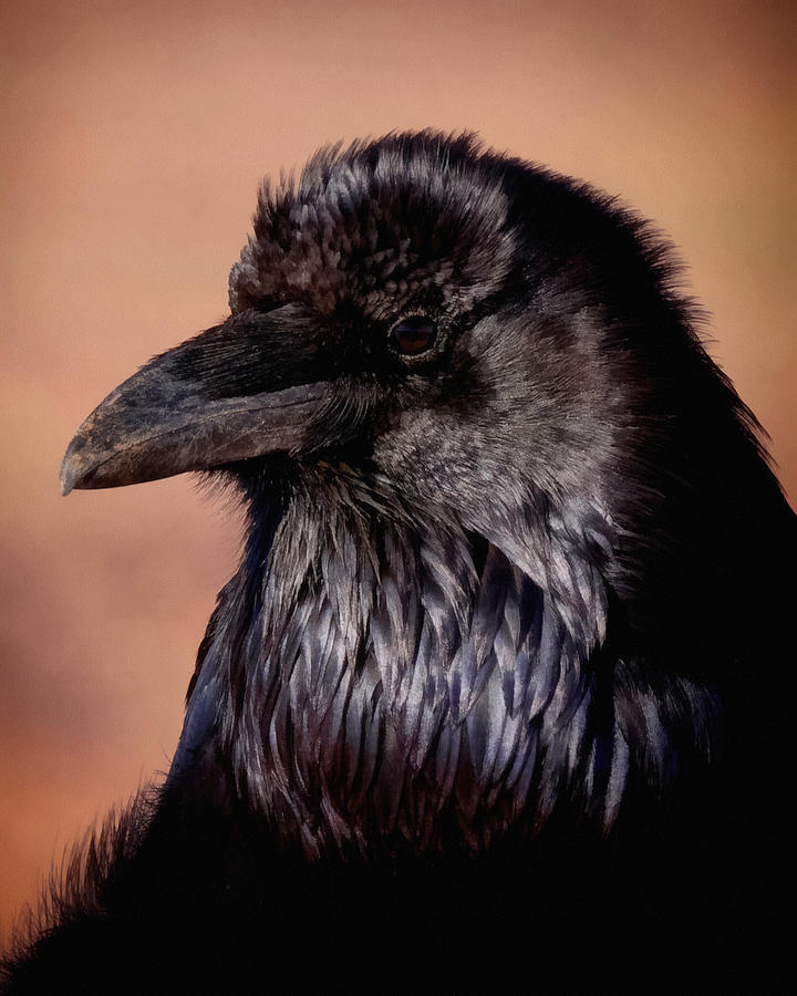 The Raven Digital Art by Ernest Echols