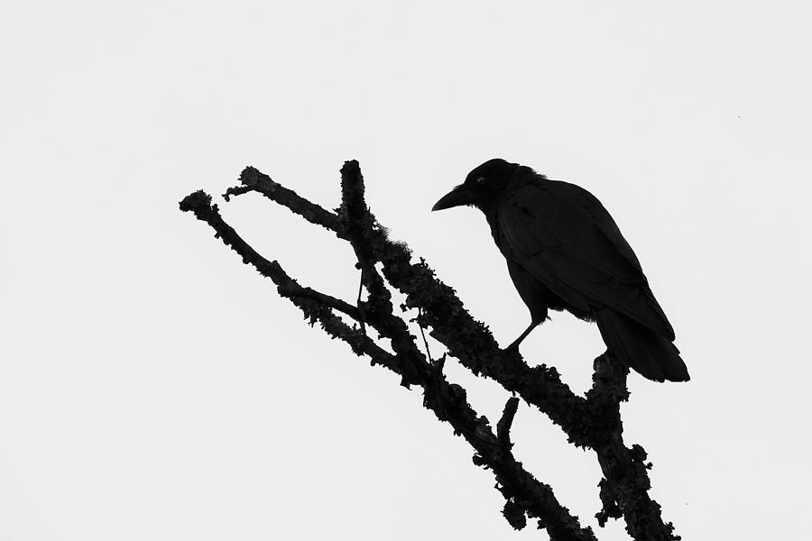 The Raven Photograph by Ken Barrett