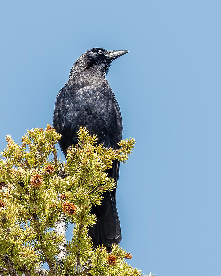 The Raven Photograph by Morris Finkelstein - Fine Art America