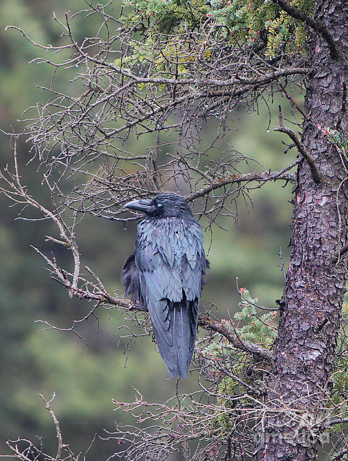 The Raven Perched Above Bow River Falls Photograph by Nina Silver