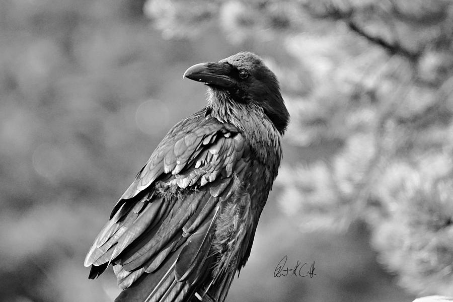 The Raven Photograph By Robert Cook Jr Fine Art America