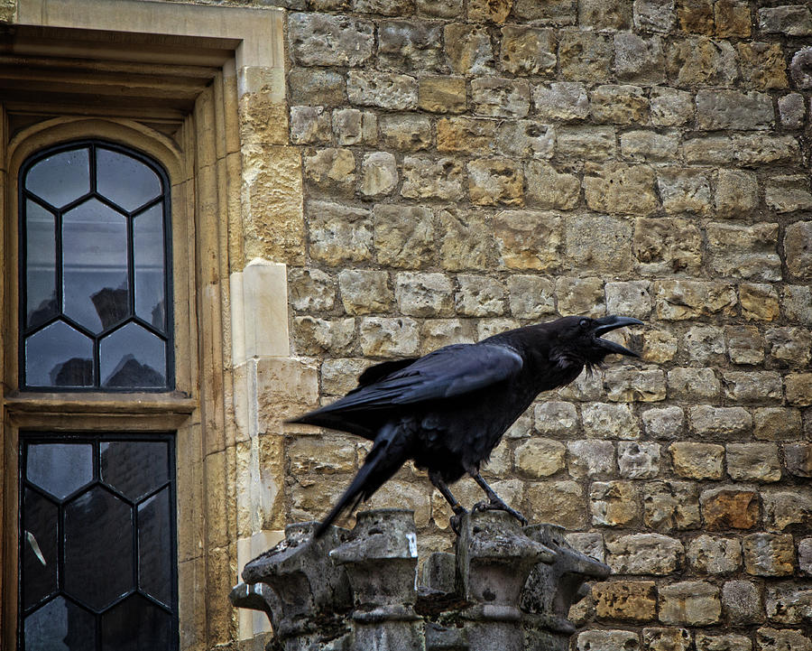 The Raven Photograph by Robert Pilkington