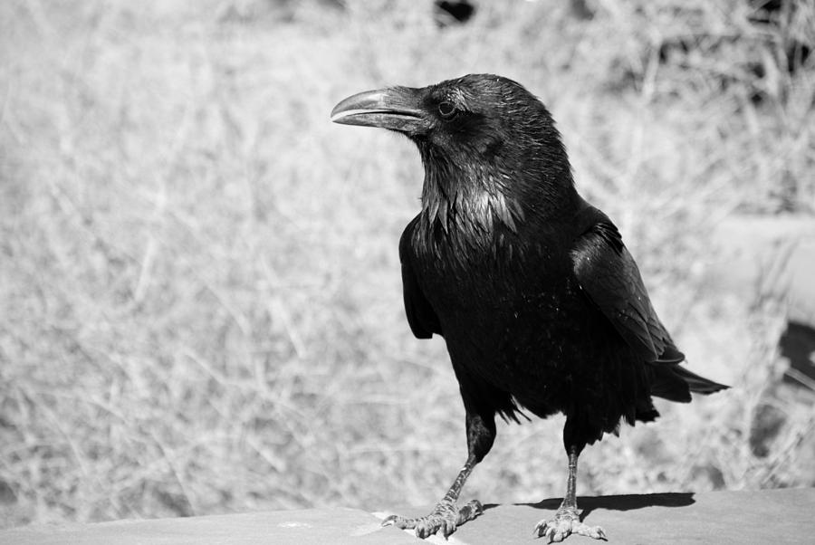 The Raven Photograph by Susanne Van Hulst