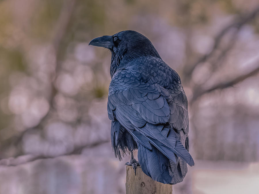 The Raven Photograph by Yeates Photography
