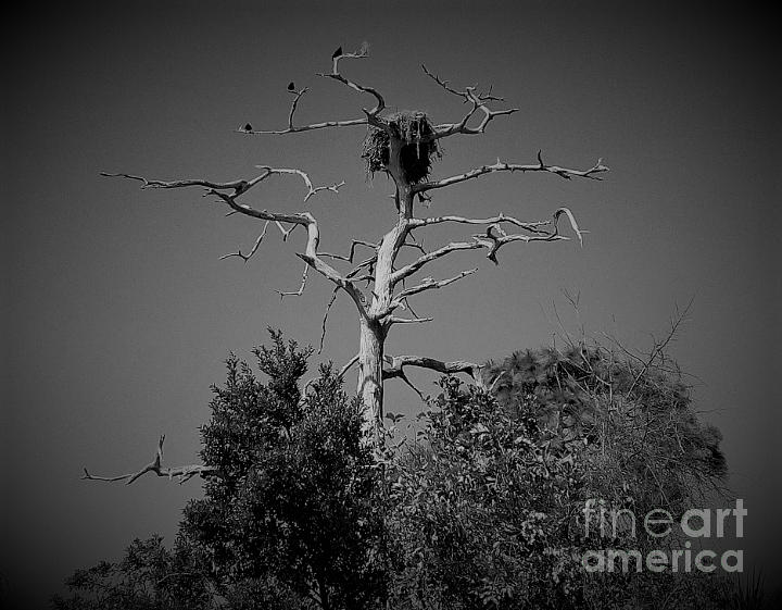 Nature Photograph - The Ravens Nest by Amanda Currier