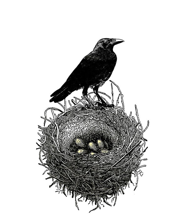 Raven Digital Art - The Ravens Nest by Sandra McGinley