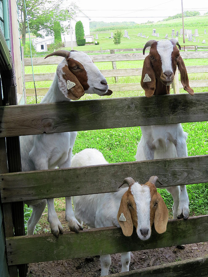 The Real Three Billy Goats Gruff Photograph by Linda Stern