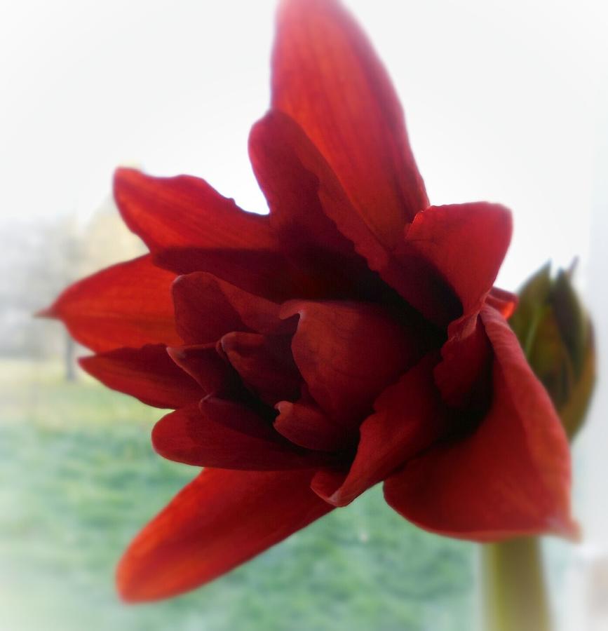 Flowers Still Life Photograph - The Red Amaryllis  by Teresa A Lang