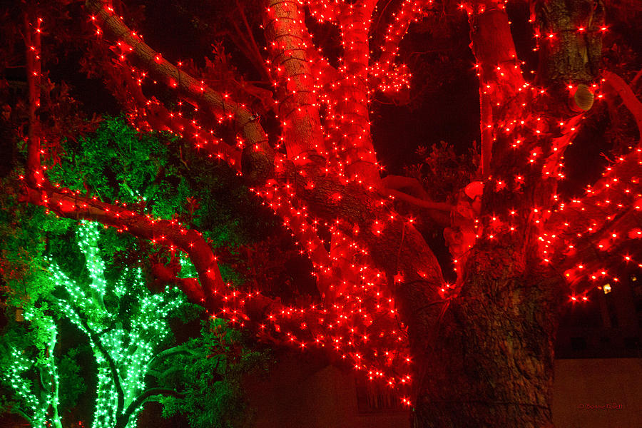 The Red and Green 2 Photograph by Bonnie Follett