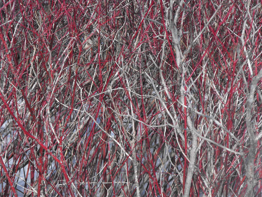 Abstract Photograph - The Red and the Grey by john Kuti