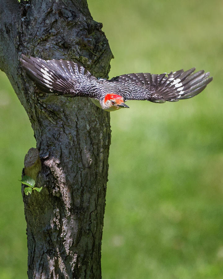 Woodpecker Photograph - The Red Bellied Woodpecker by Bill Wakeley