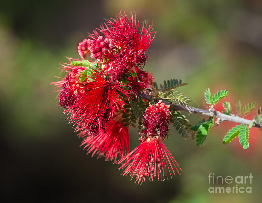 Nature Photograph - The Red Bottlebrush by Robert Bales