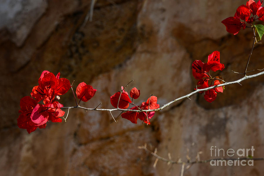 Flower Photograph - The Red Bougainvillea by Amanda Sinco