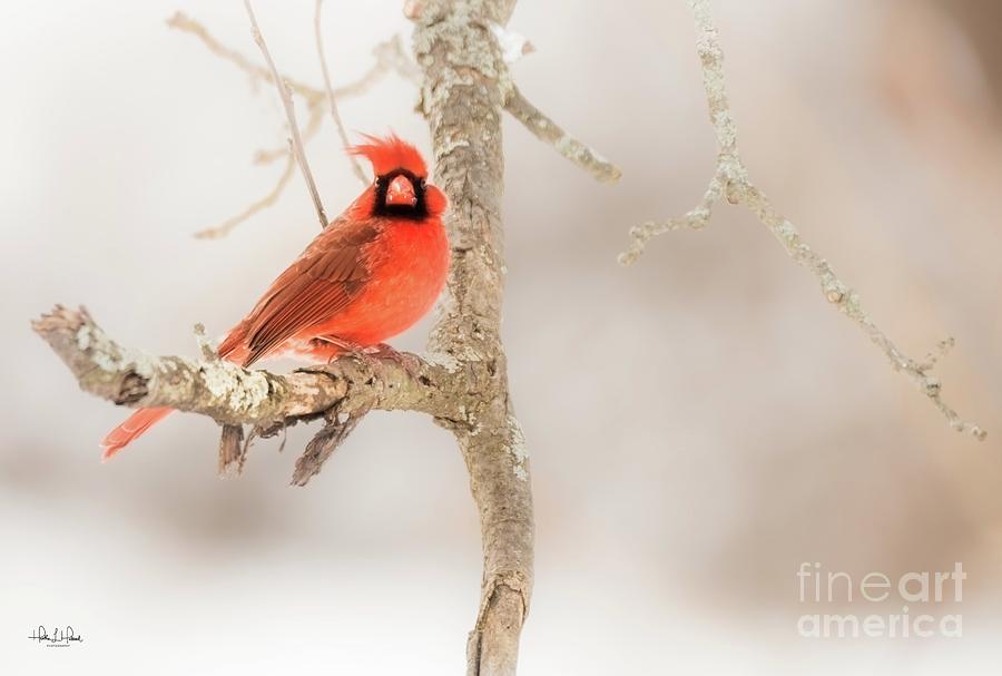 The Red Cardinal Photograph by Heather Hubbard
