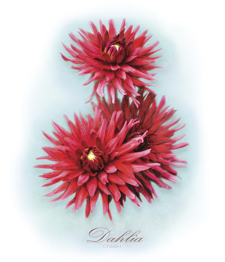 Flowers Still Life Digital Art - The Red Dahlia by Barbara Hymer