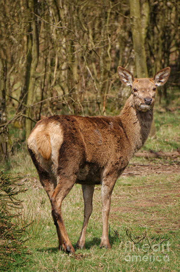 The Red Deer Photograph by MSVRVisual Rawshutterbug - Fine Art America