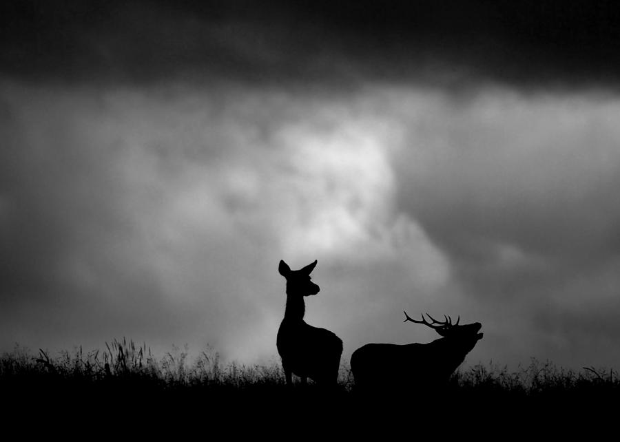 The Red Deer Rut Photograph by Gavin MacRae