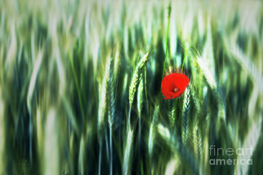 The Red Dot Photograph by Hannes Cmarits