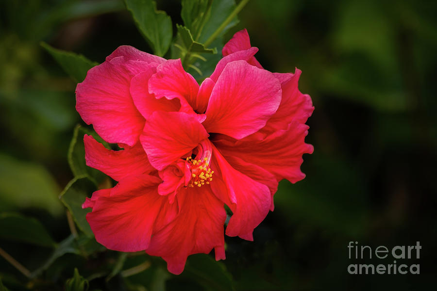  The Red Double Hibiscus Photograph by Robert Bales