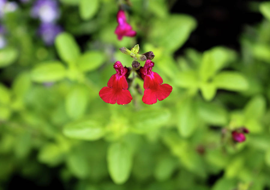 The Red Flower Photograph by Britten Adams
