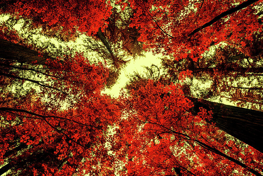 The Red Forest 2 Photograph by Joseph S Giacalone
