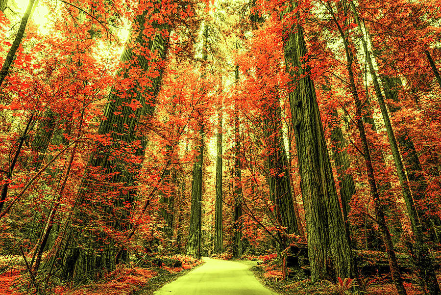 The Red Forest 3 Photograph by Joseph S Giacalone