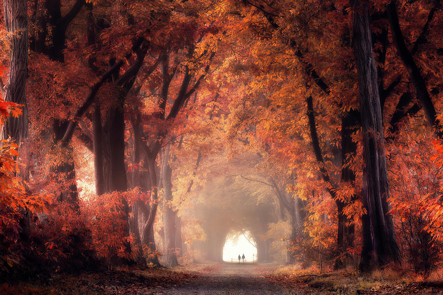 The red forest Photograph by Edwin Mooijaart - Fine Art America