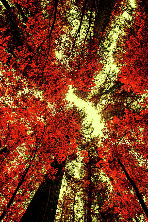 The Red Forest Photograph by Joseph S Giacalone