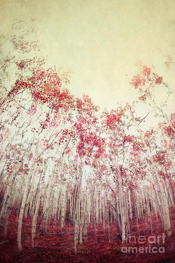 Nature Photograph - The Red Forest by Priska Wettstein