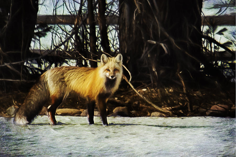 The Red Fox Photograph by Belinda Greb
