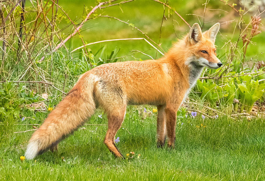 The Red Fox Photograph by Brian Caldwell
