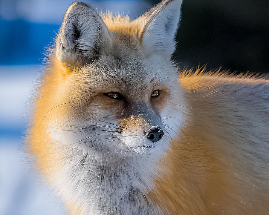 The Red Fox Portrait In Snow Photograph by Yeates Photography