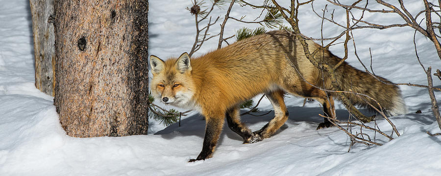The Red Fox Photograph by Yeates Photography