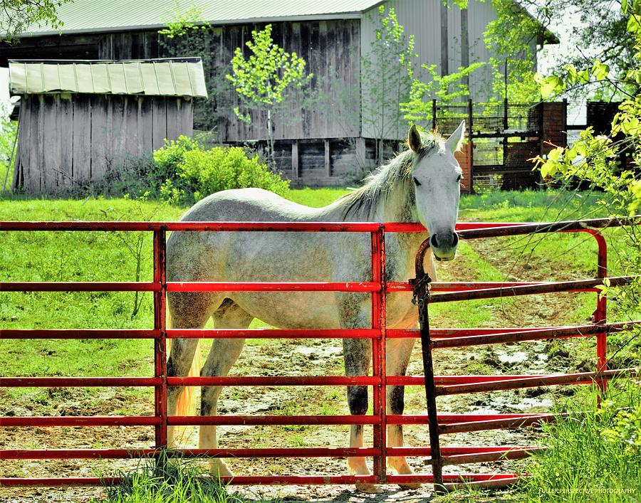 Horse Photograph - The Red Gate by Chad Fuller