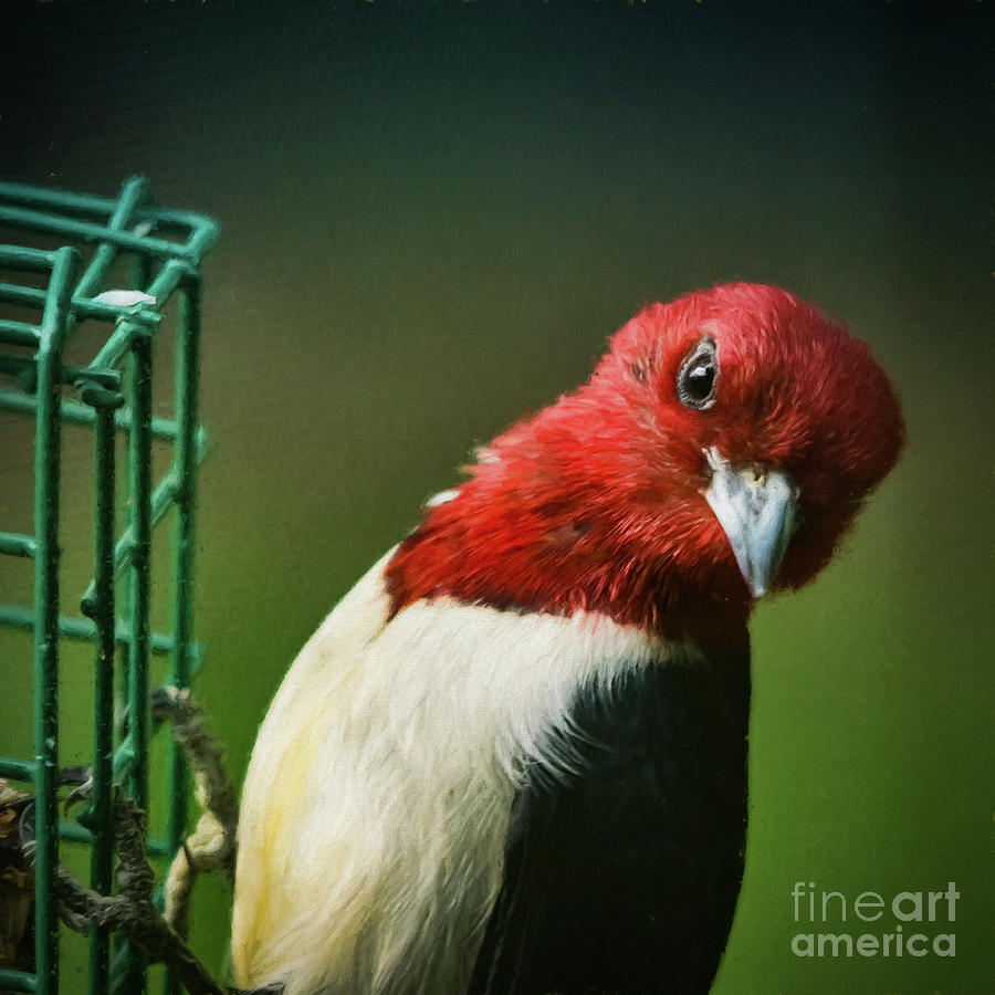 The Red Head Photograph by Janice Pariza