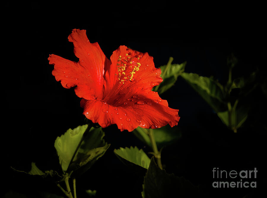The Red Hibiscus Photograph by Robert Bales